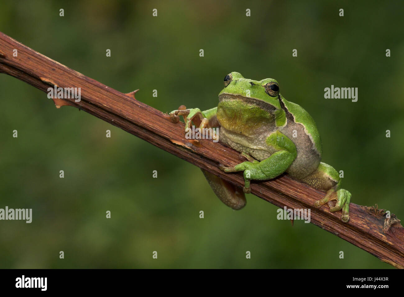 European tree frog posing on branch Stock Photo