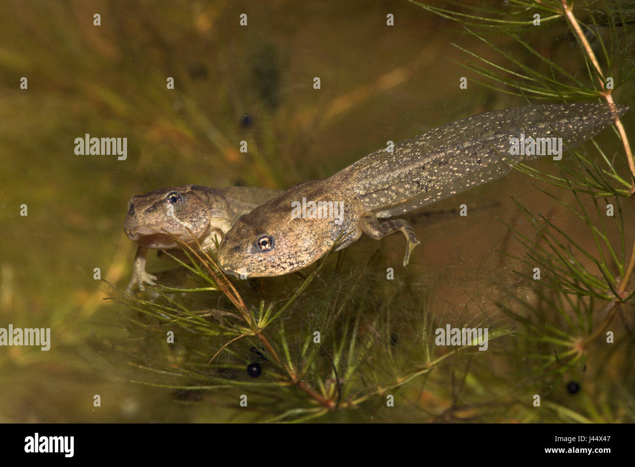 tadpoles of the common frog under water Stock Photo Alamy