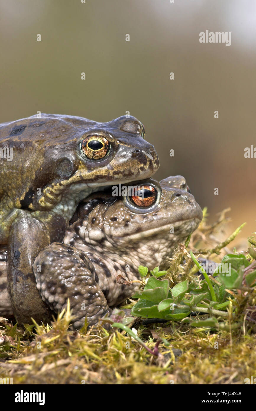Common frog makes mistake in amplex with common toad Stock Photo