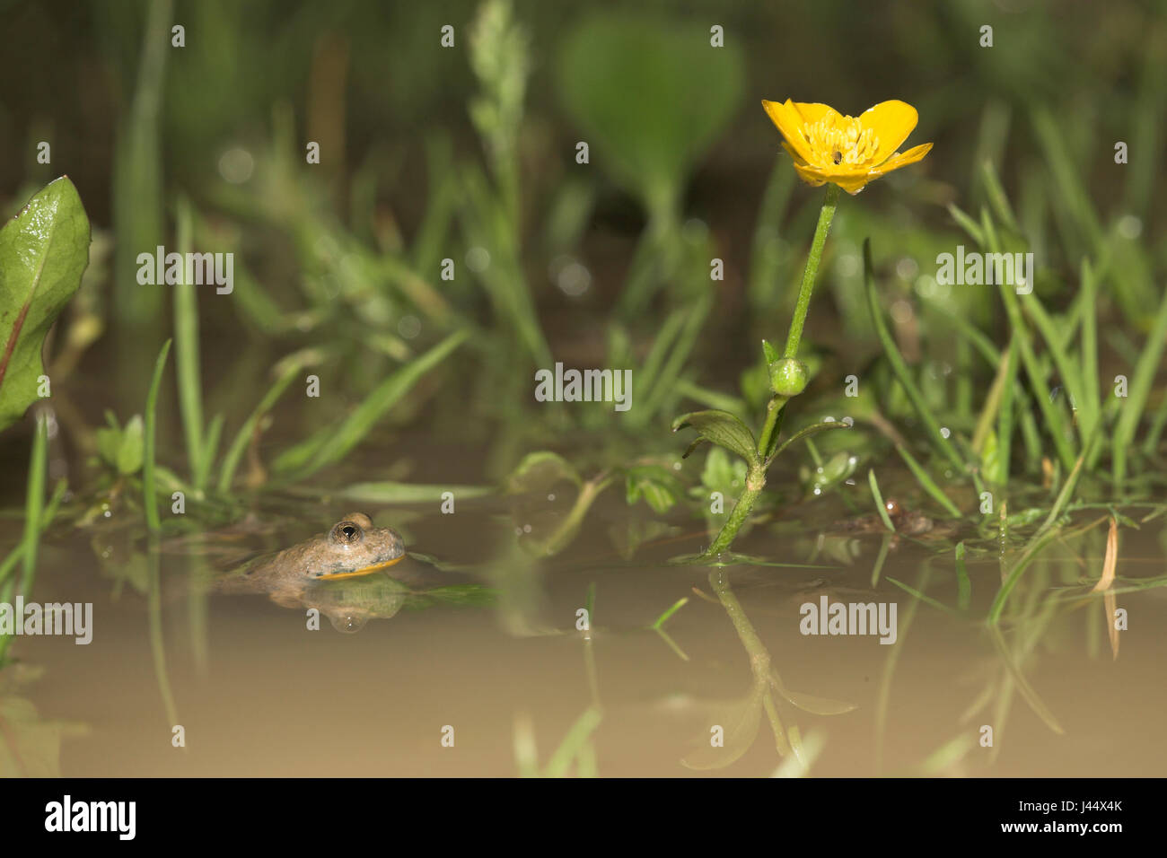 Yellow-bellied toad in its natural habit, yellow-bellied toads often reproduce in temporary waters Stock Photo