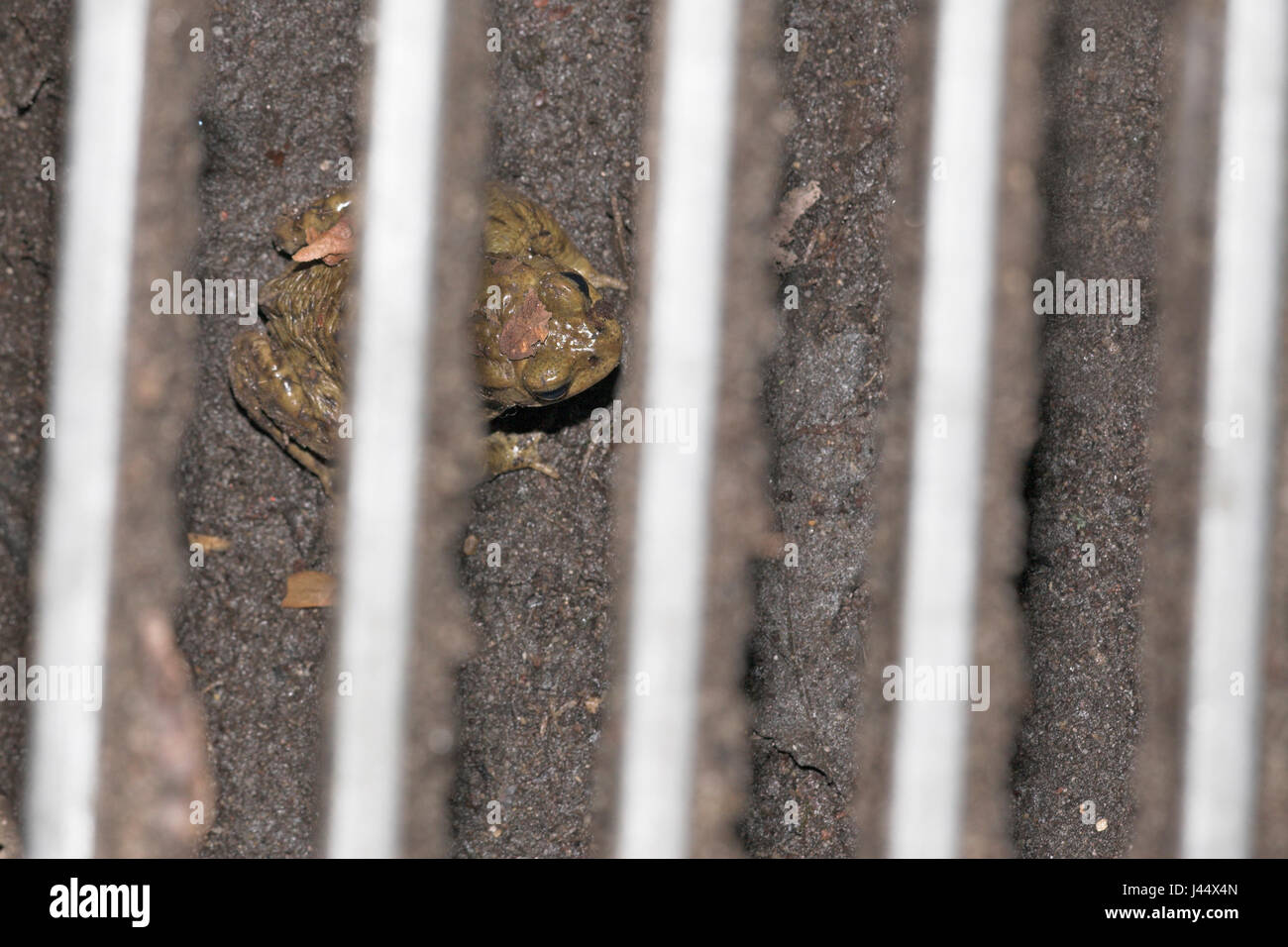 common toad in mitigation tunnel for amphibians Stock Photo