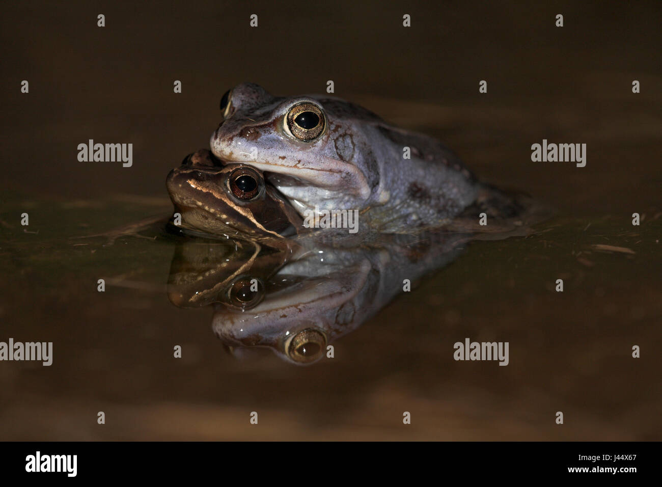 pair of moor frogs in the water (at night) Stock Photo