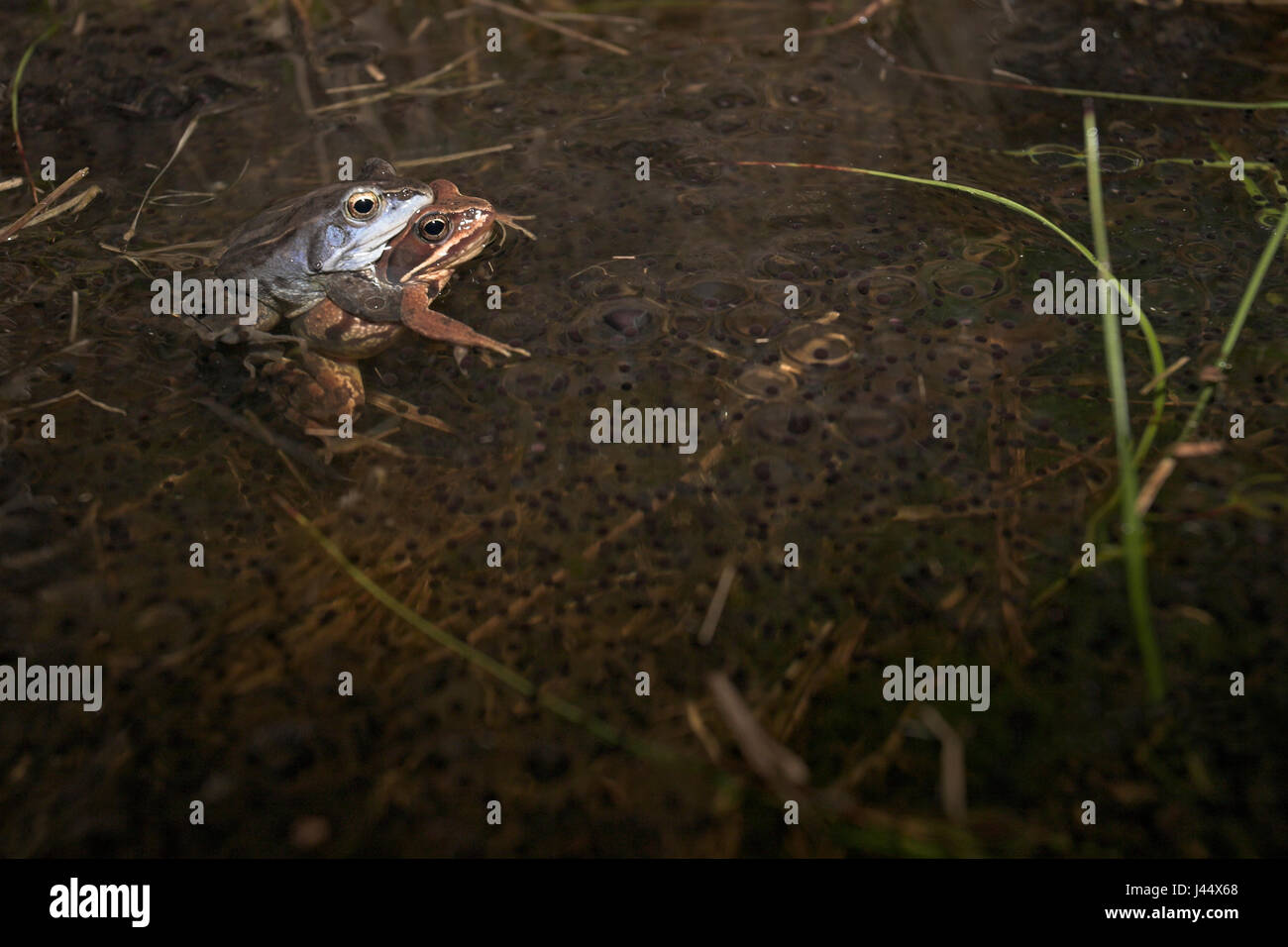 pair of moor frogs between spawn Stock Photo