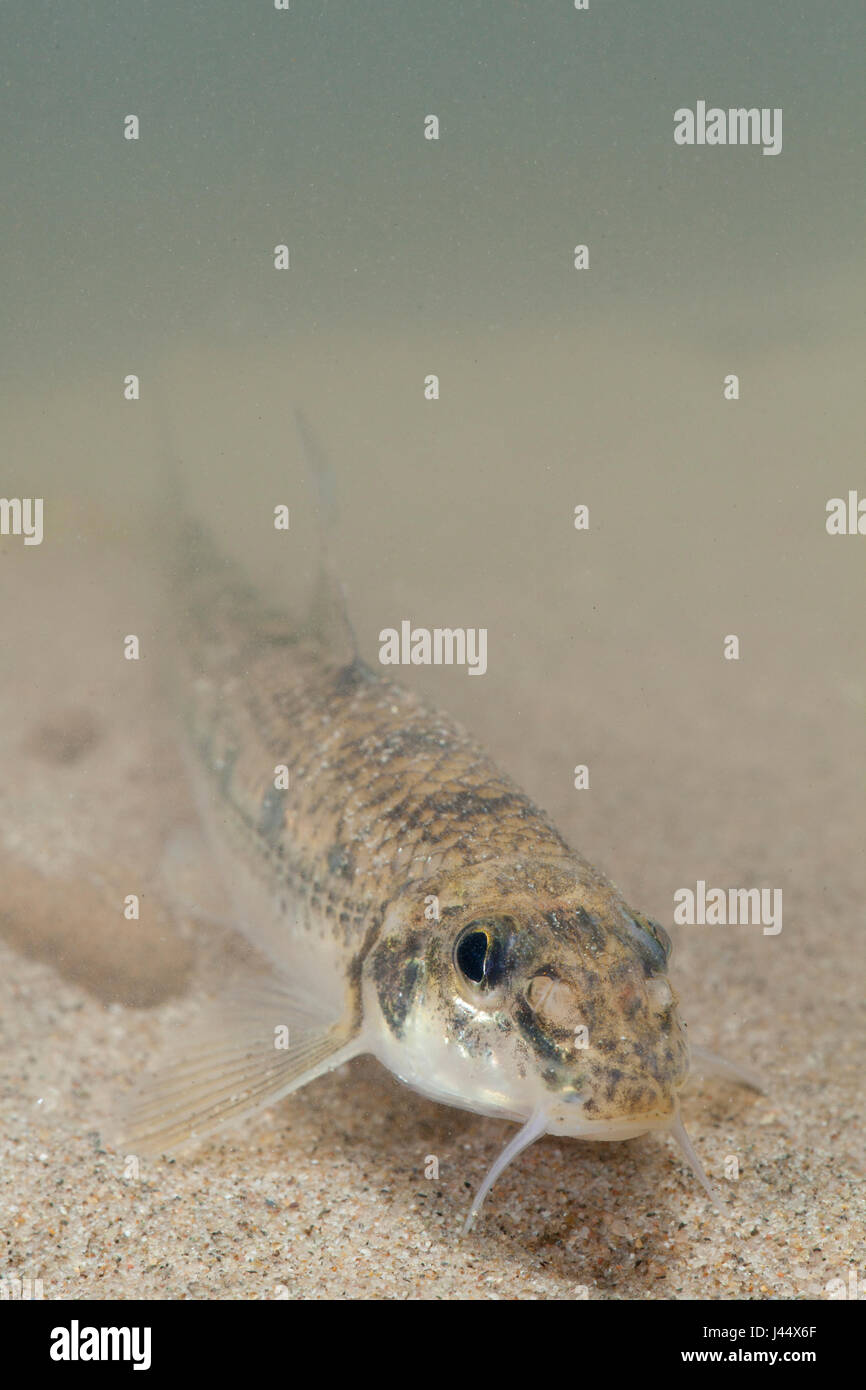 Vertical portrait of a White-finned gudgeon Stock Photo