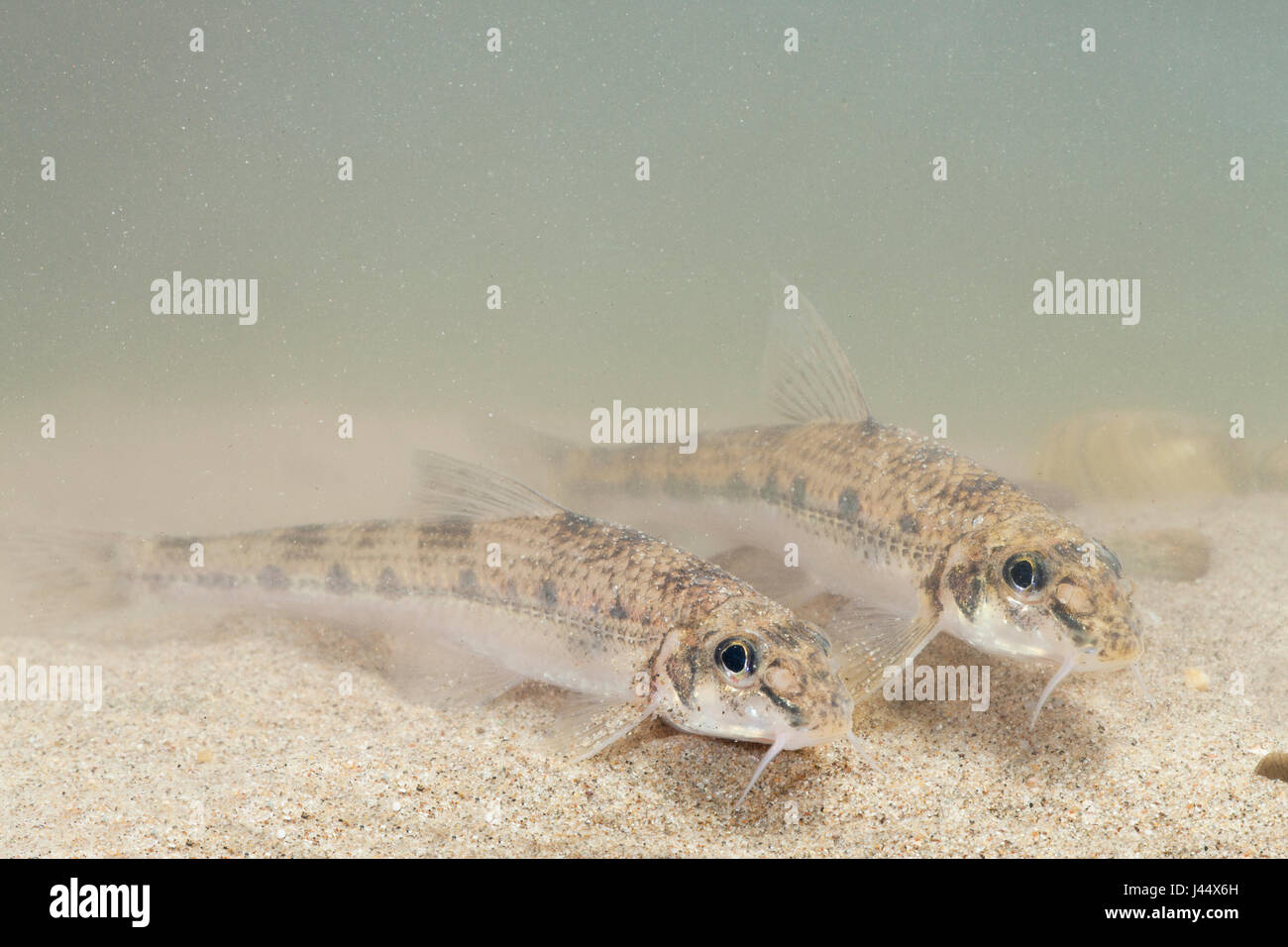 photo of a two white-finned gudgeon on the river bottom Stock Photo