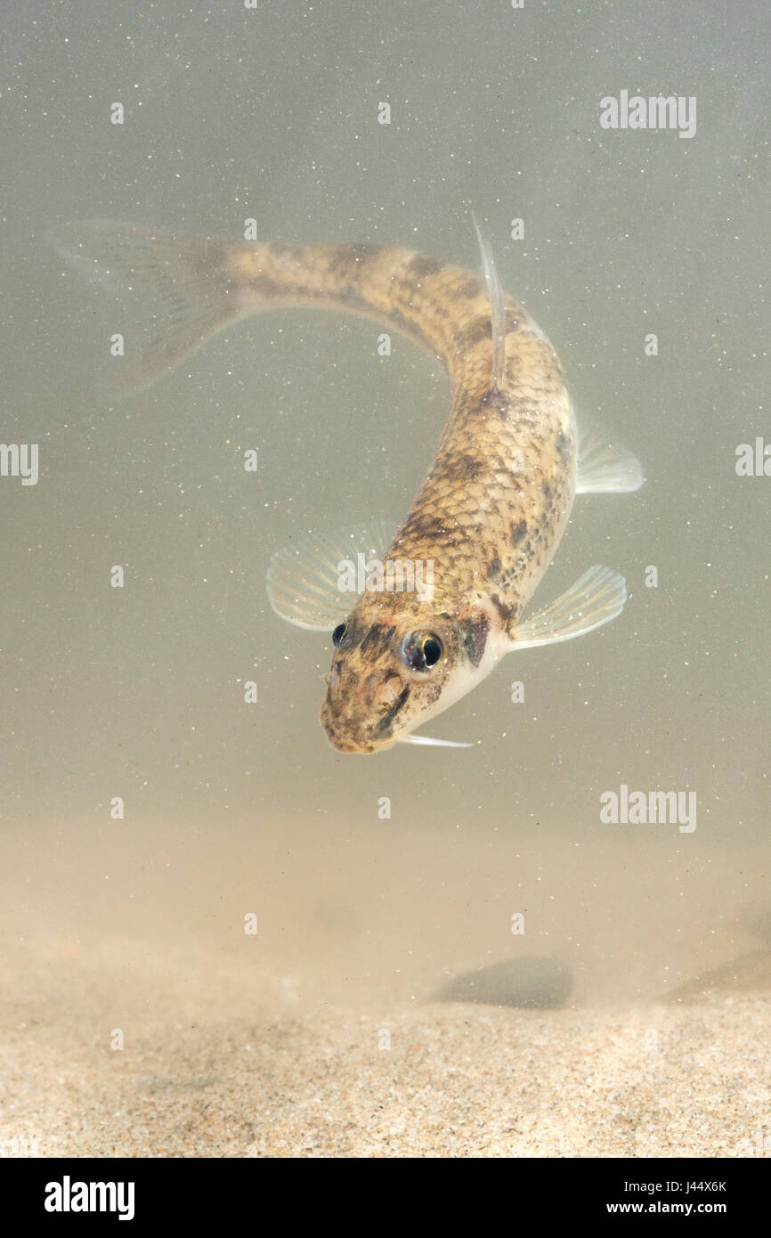photo of a white-finned gudgeon swimming above the river bottom Stock Photo