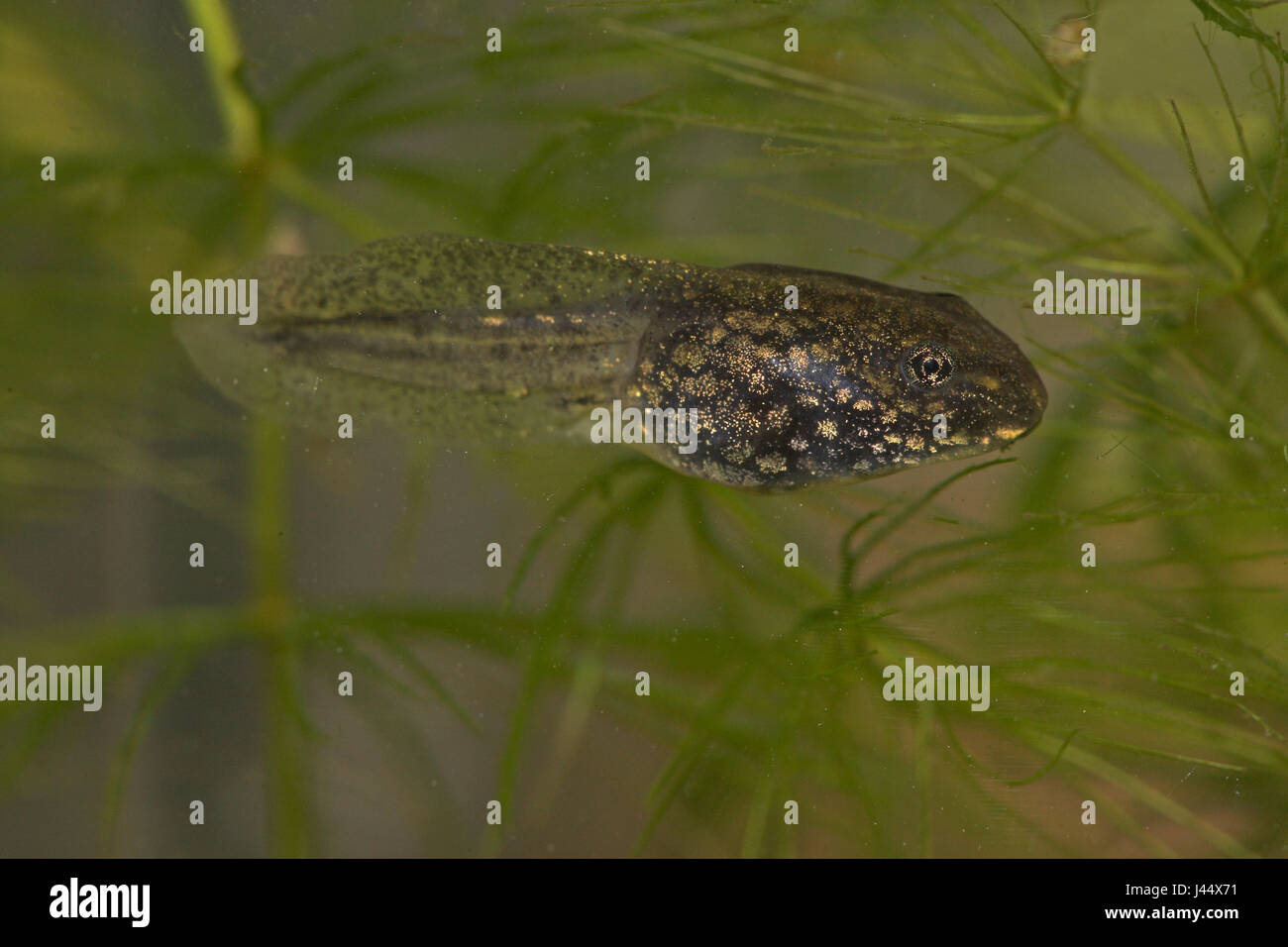 tadpole (larvae) of moorfrog underwater Stock Photo - Alamy