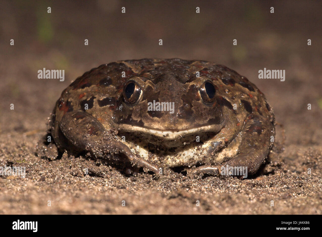 Common Spadefoot defence Stock Photo Alamy
