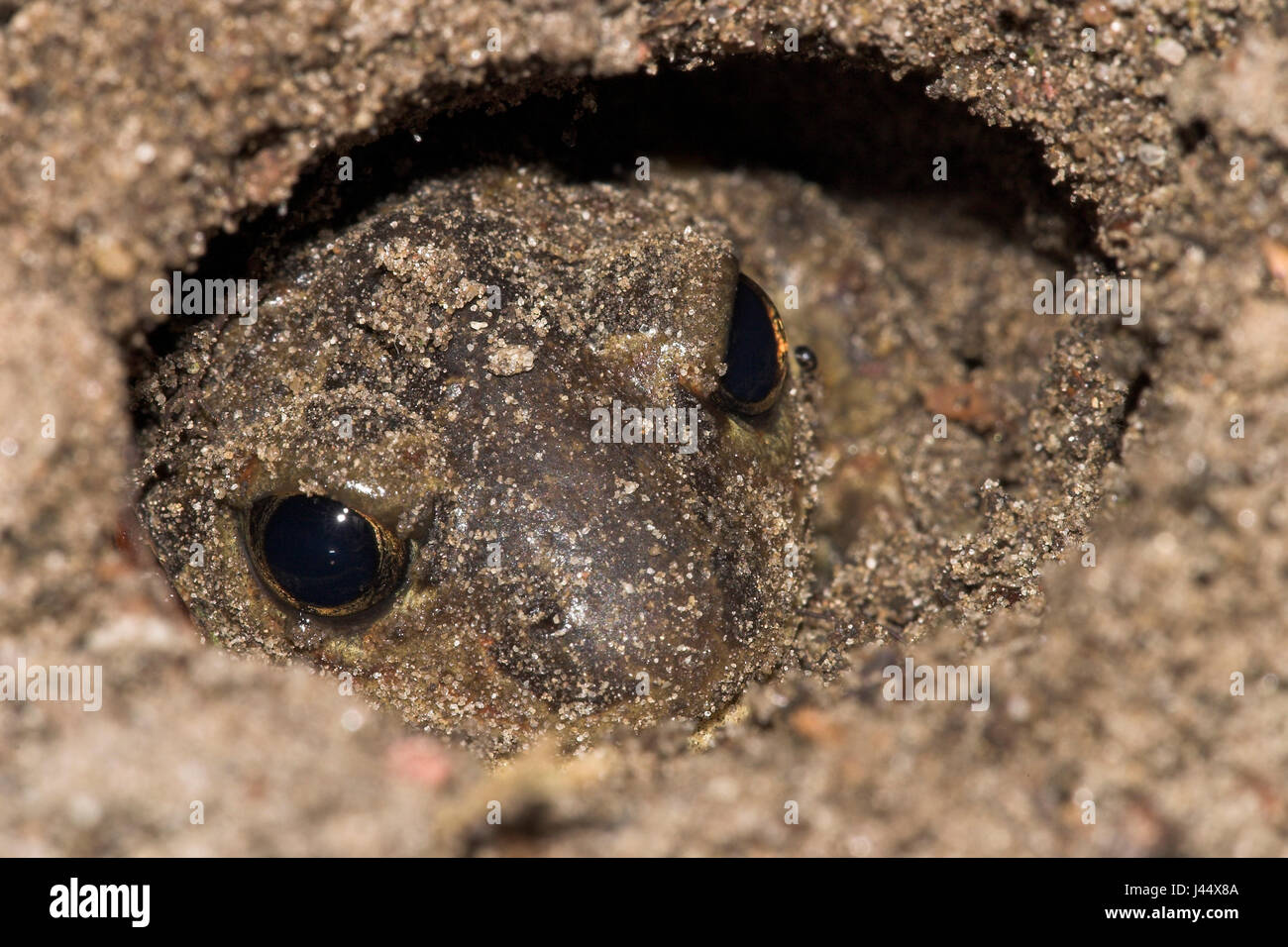 Common Spadefoot in a hole Stock Photo