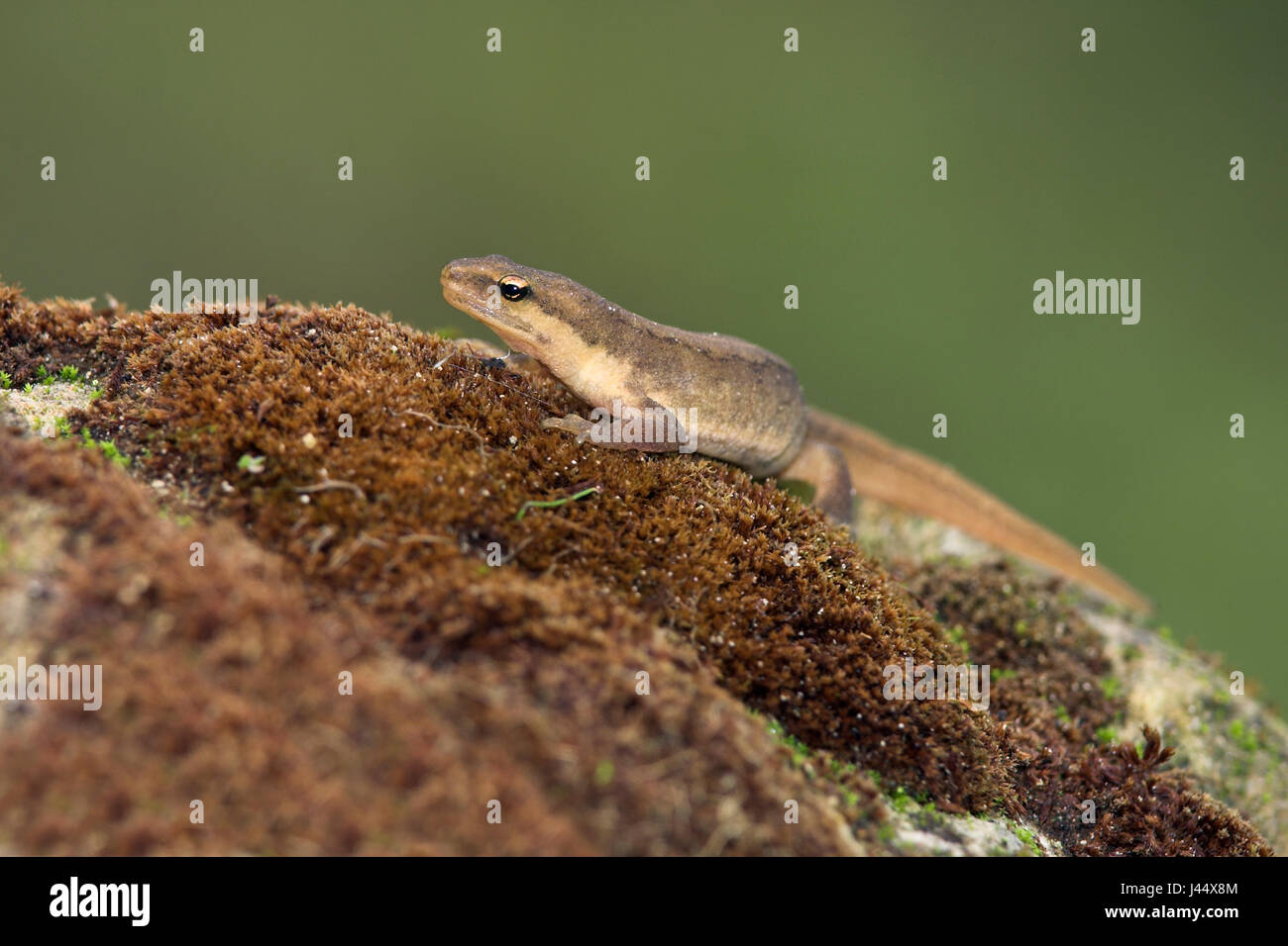 Common newt on land Stock Photo