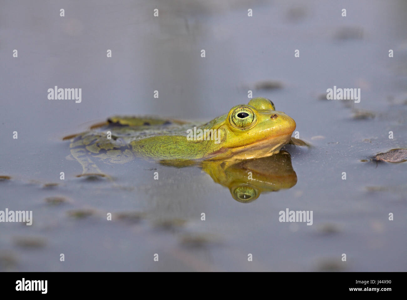 yellow male pool frog dure breeding season Stock Photo