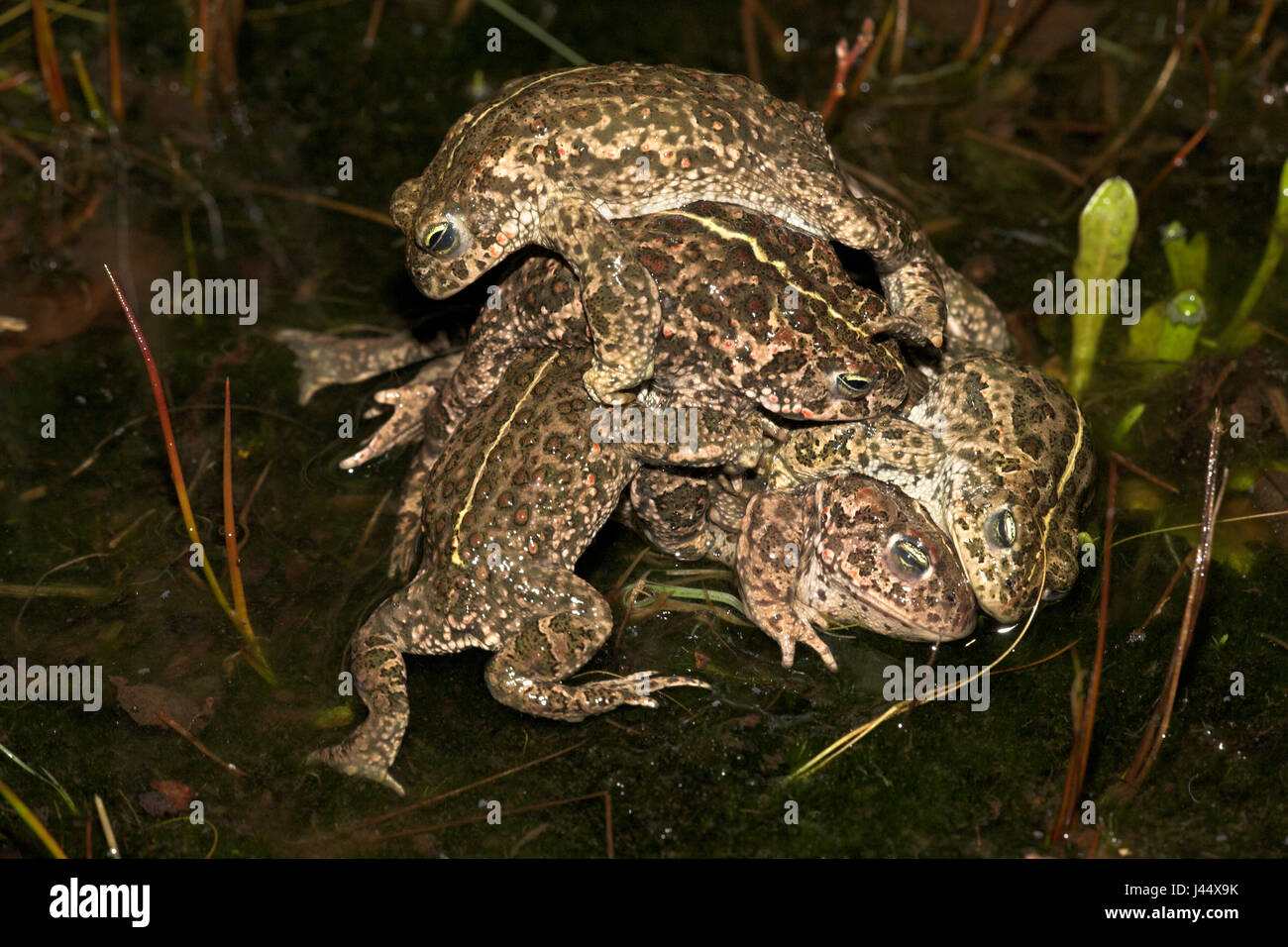 four male natterjack toads are fighting to mate with a female natterjack toad (under the males) Stock Photo