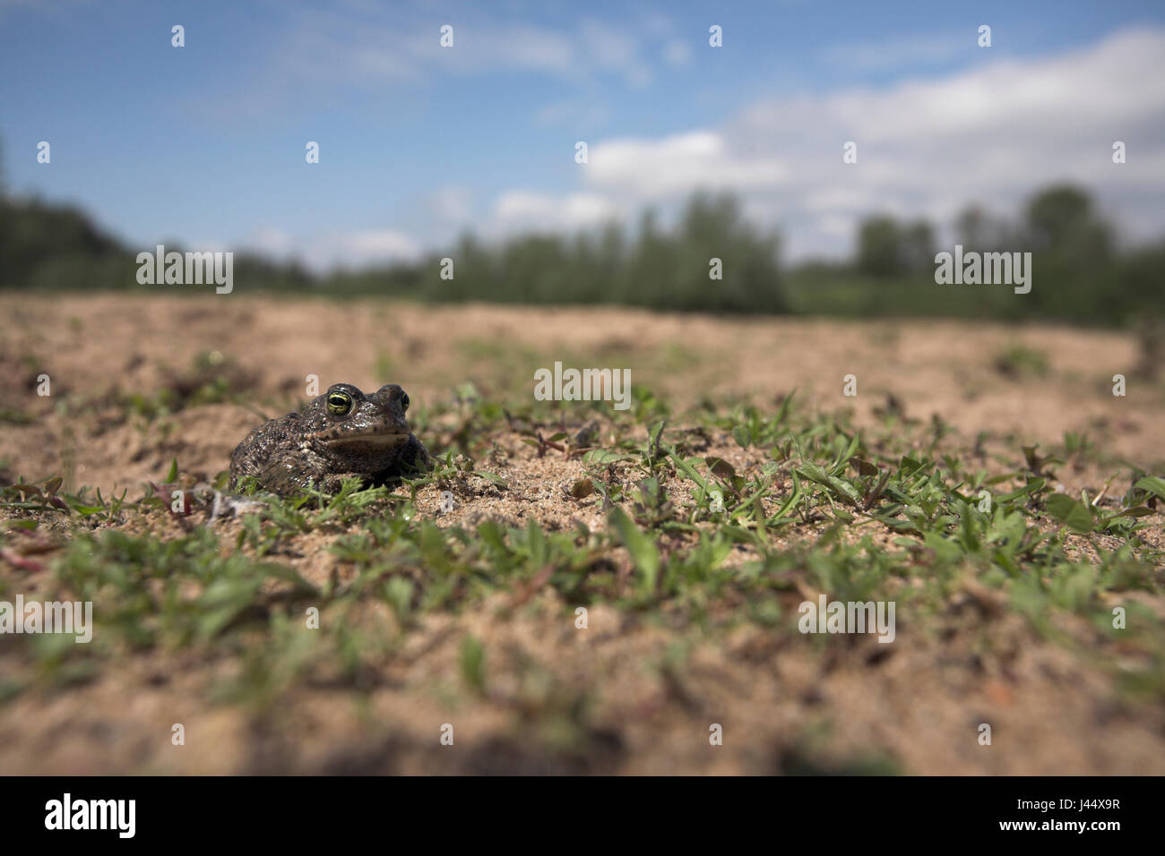 a natterjack toad in its habitat Stock Photo