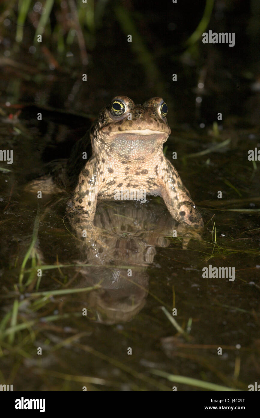 vertikal picture of a male natterjack toad with reflection Stock Photo