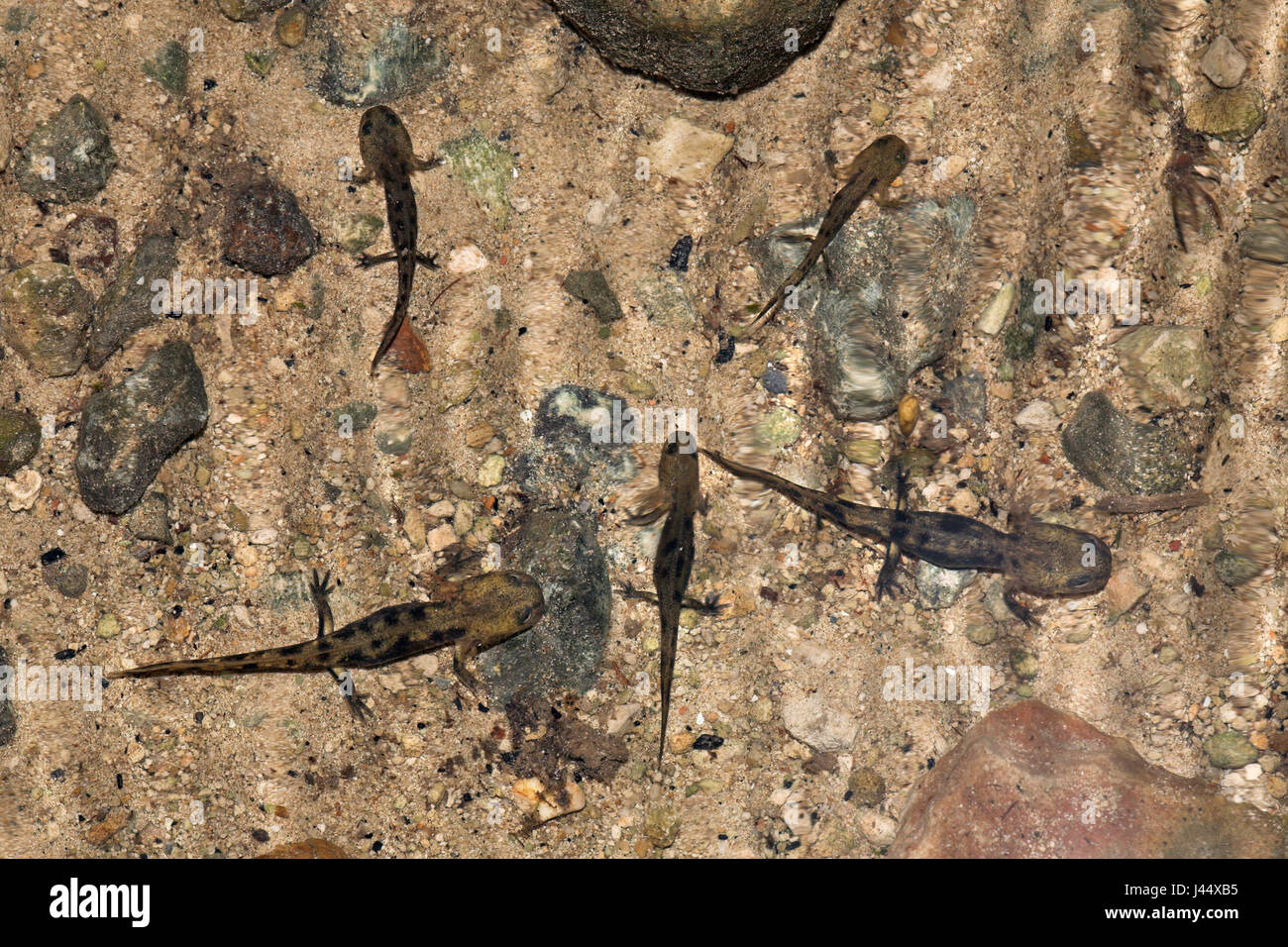 Fire salamander larvae hires stock photography and images Alamy