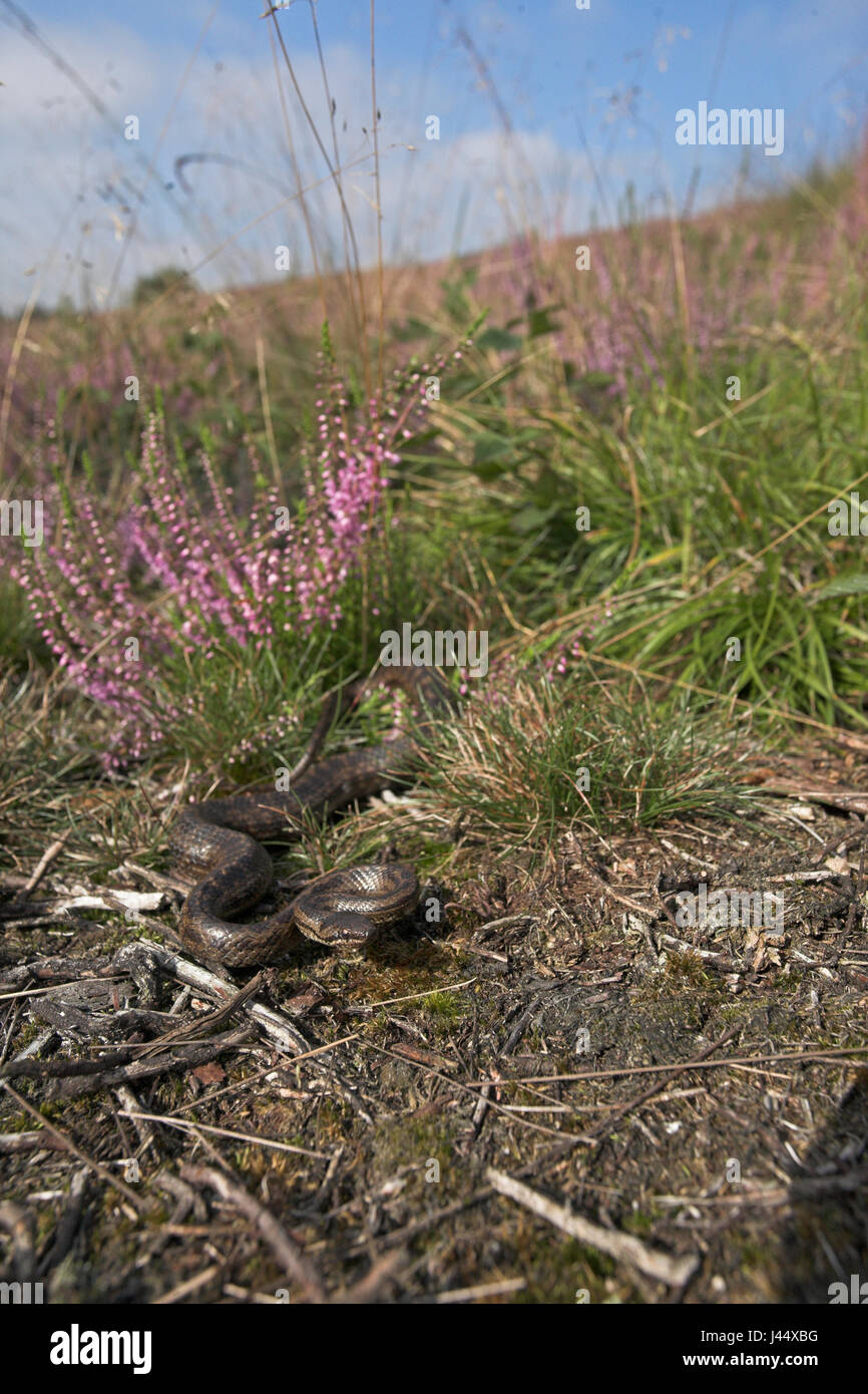 Een zwanger vrouwtje van de gladde slang ligt te zonnen in haar leefgebied (heide); a female smooth snake is basking in the sun; Stock Photo