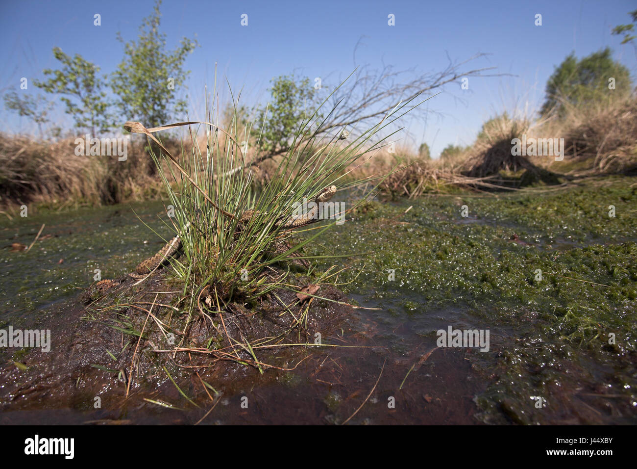 during a hot day in spring a common viper was found around a patch of wet sphagnum Stock Photo