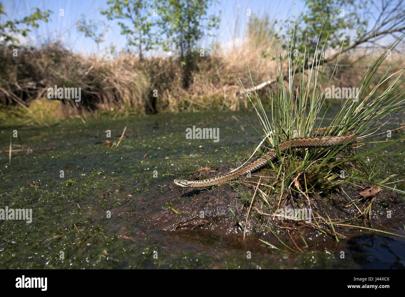 during a hot day in spring a common viper was found around a patch of wet sphagnum Stock Photo