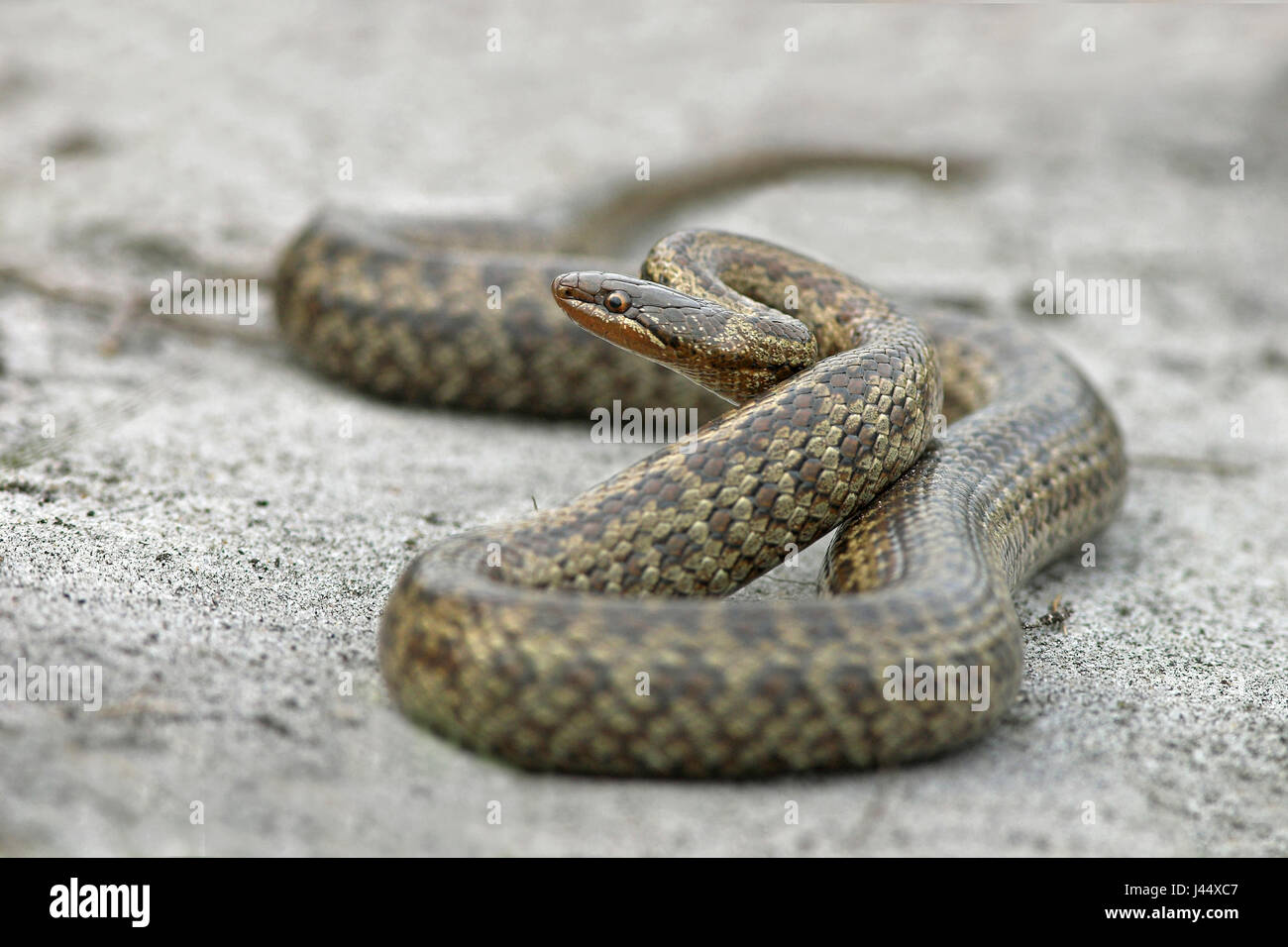 Smooth snake in striking position Stock Photo - Alamy