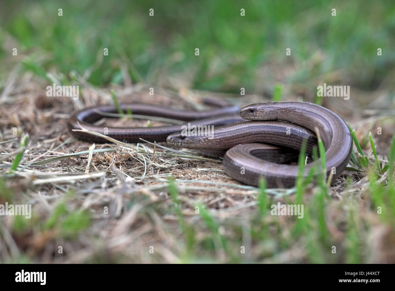 two female slow worms lie on each other Stock Photo