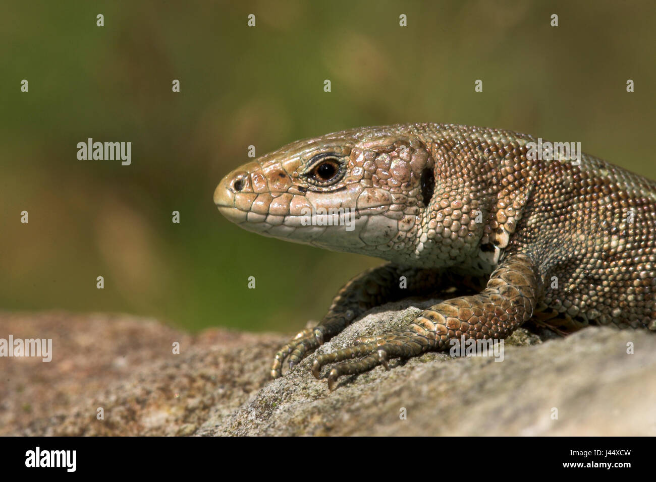 Viviparous lizard portrait Stock Photo