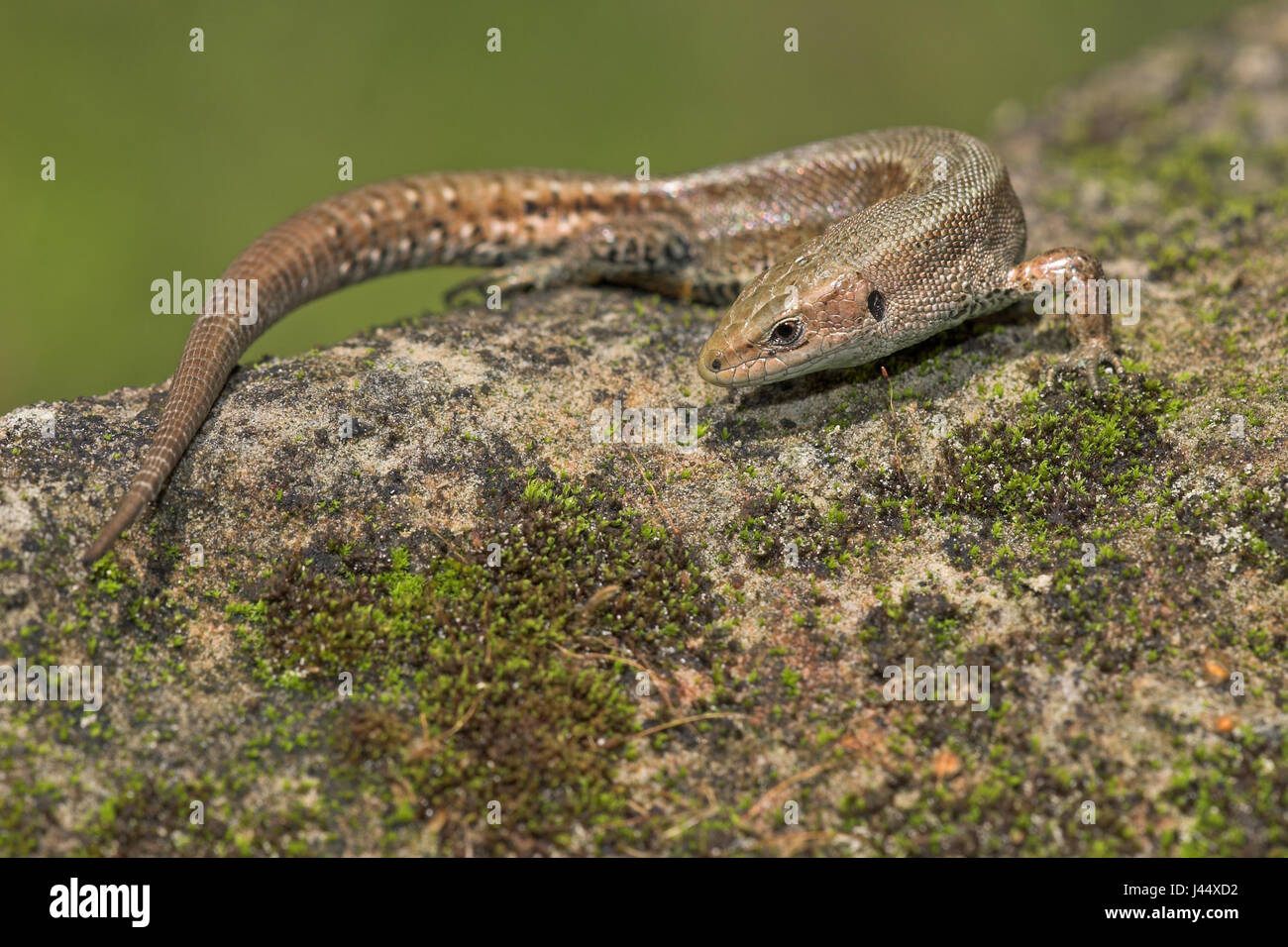 Viviparous lizard sunbathing on a rock Stock Photo