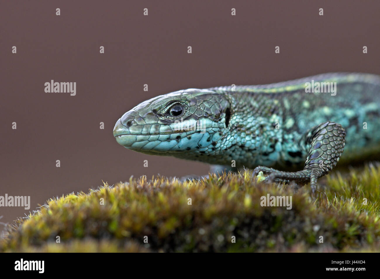 Viviparous lizard with strange colouration Stock Photo