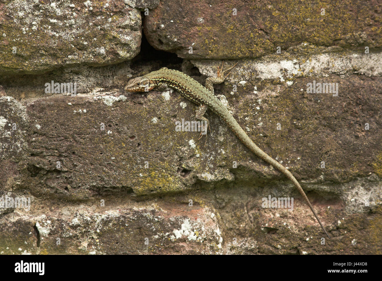 a wall lizard is basking in a hole in the wall Stock Photo