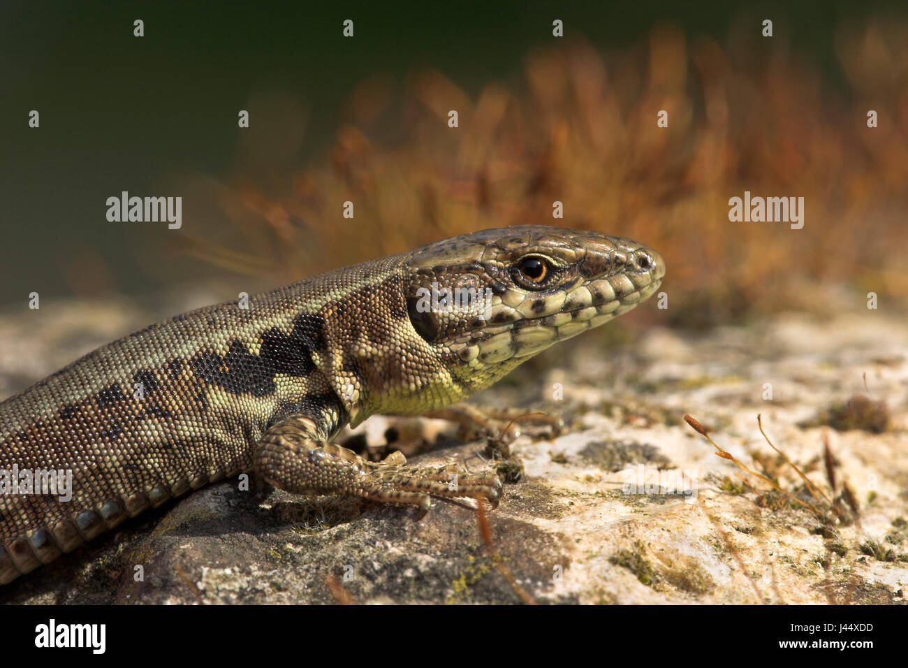 Common Wall lizard on small wall Stock Photo - Alamy