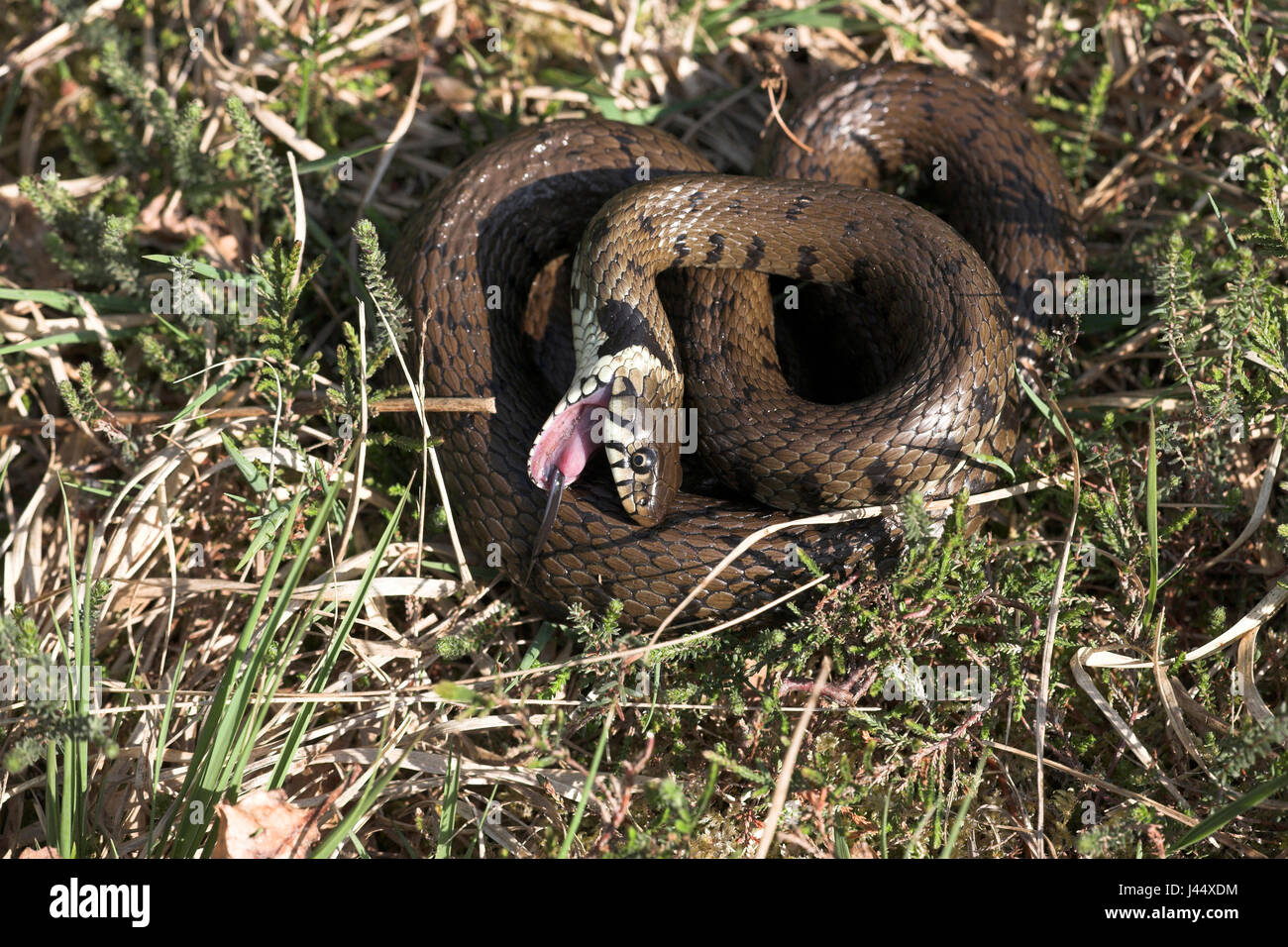 a grass snake plays death as a defence Stock Photo