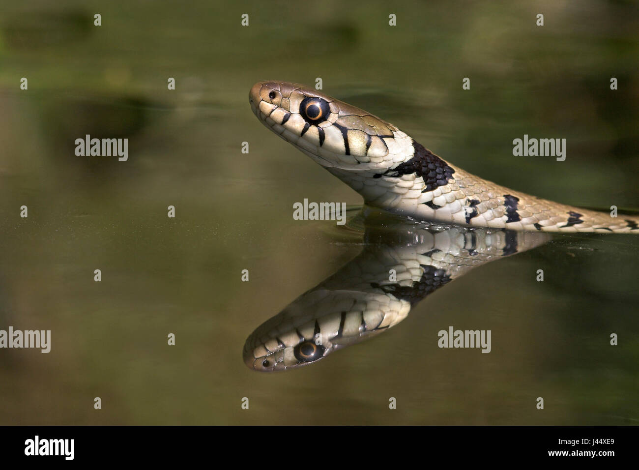 Grass snake swimming with his head above water Stock Photo