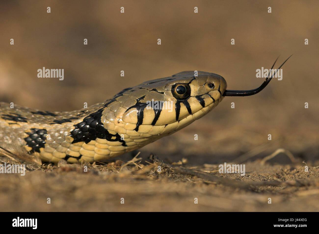 Portrait of grass snake (subspecies Natrix natrix persa) Stock Photo