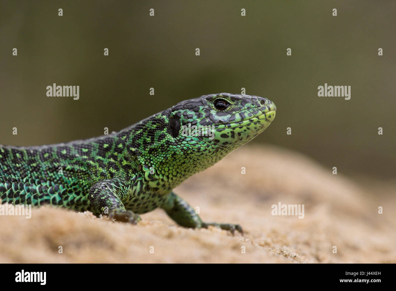 Lizard colours hi-res stock photography and images - Alamy