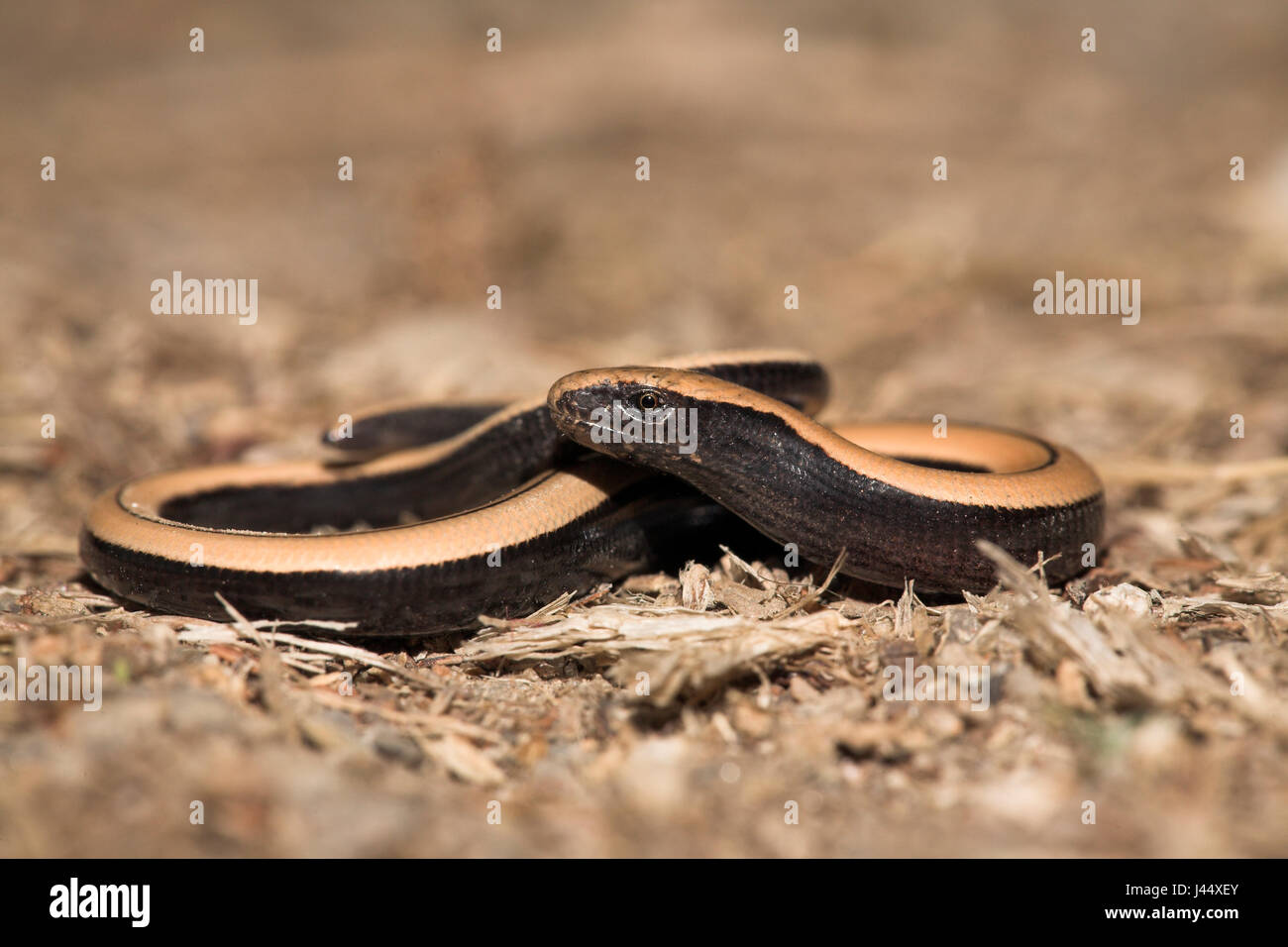 a juvenile slow worm with the characteristic golden stripe on the back Stock Photo