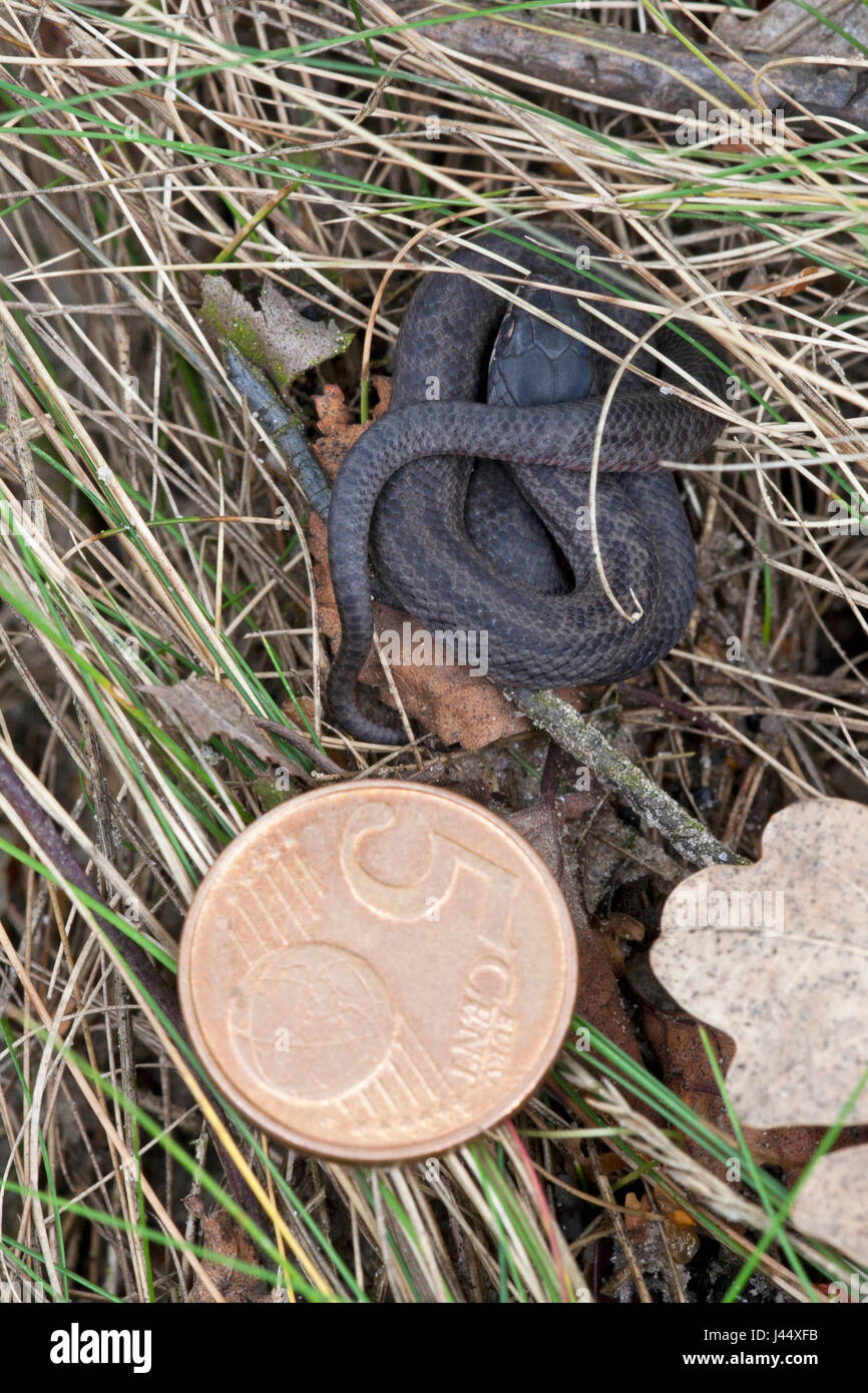 photo of a basking juvenile smooth snake with a 5 eurocent coin as a comparrison for its size Stock Photo