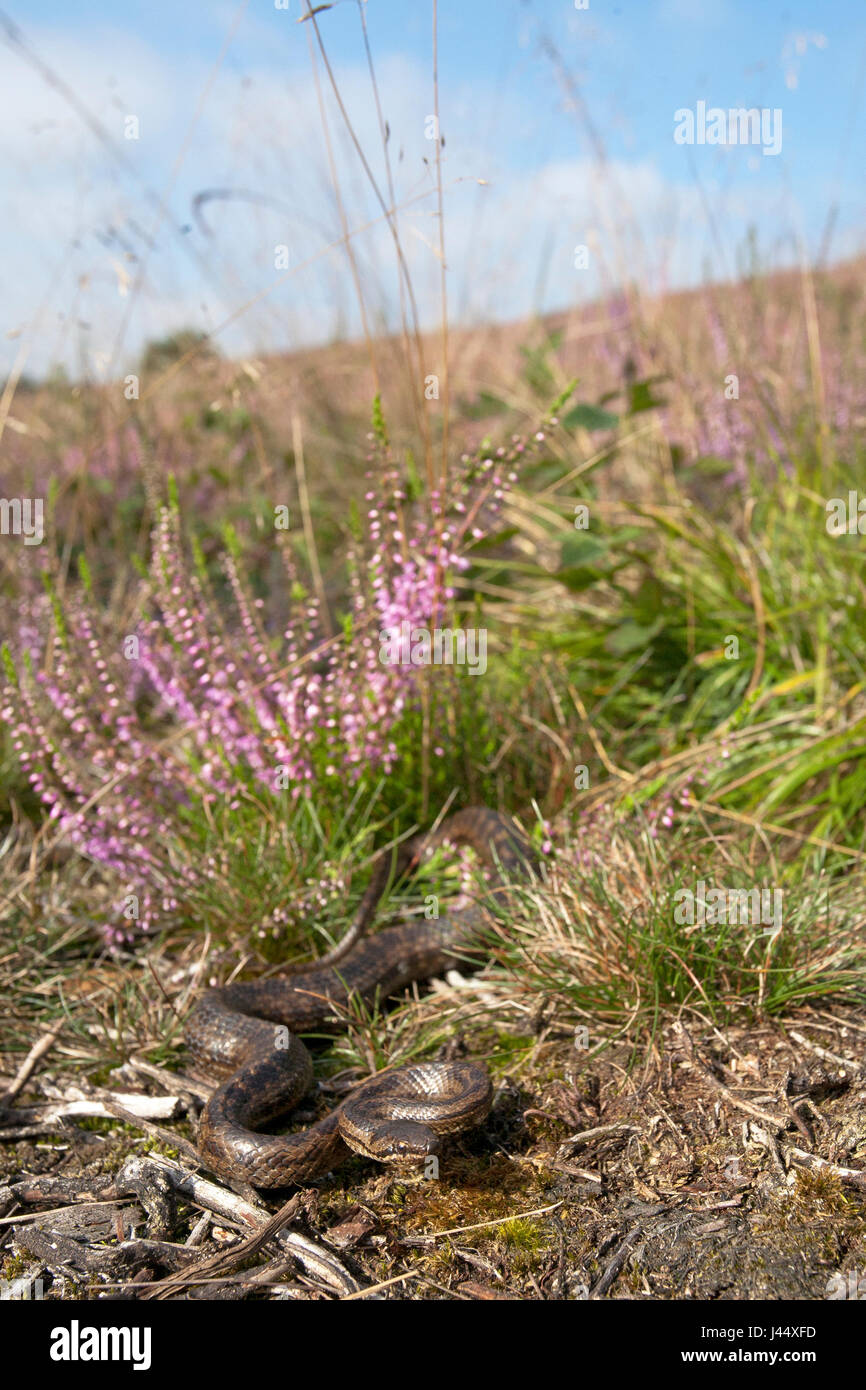 Een zwanger vrouwtje van de gladde slang ligt te zonnen in haar leefgebied (heide); a female smooth snake is basking in the sun; Stock Photo