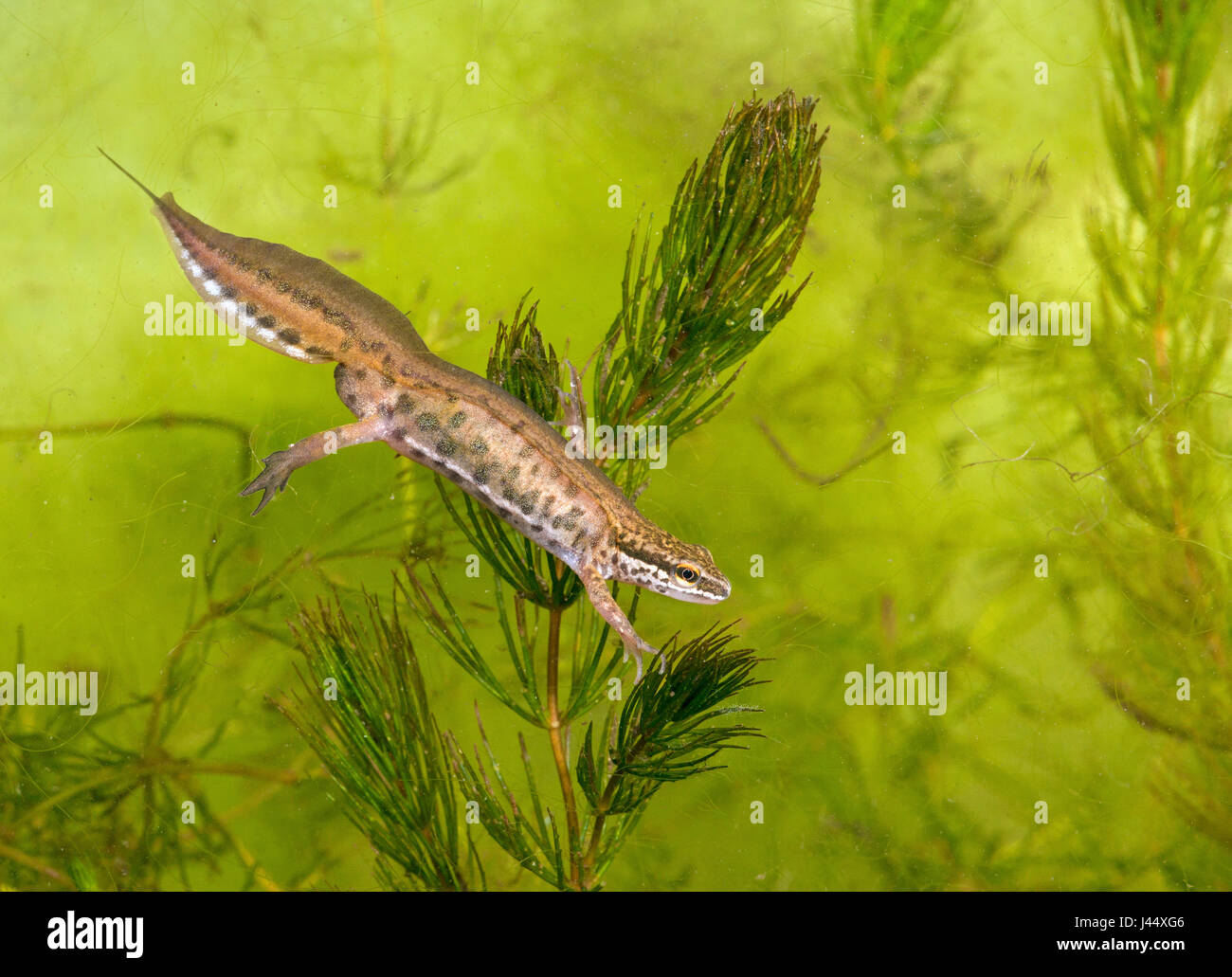 photo of a male palmate newts between green plants Stock Photo