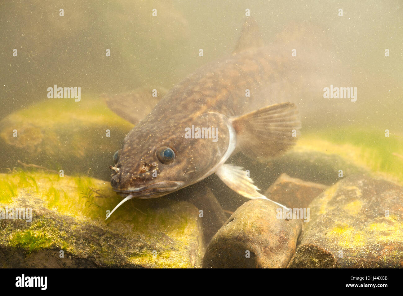 Burbot fish hires stock photography and images Alamy
