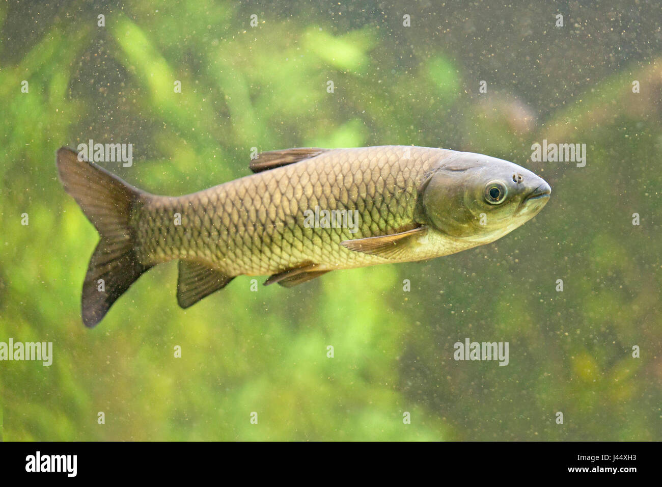 photo of a swimming grass carp against a green background Stock Photo