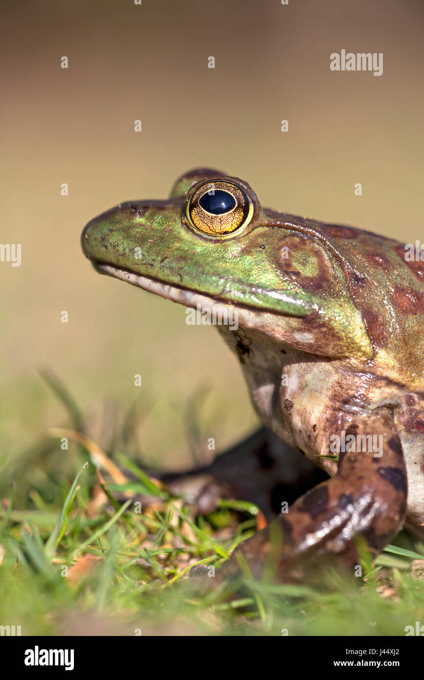 vertical portrait of a North American Bullfrog Stock Photo