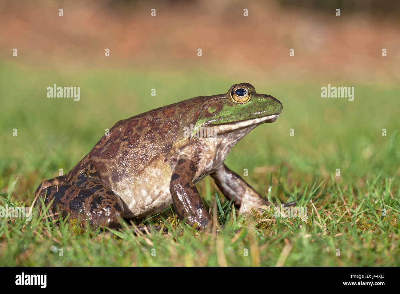 photo of a North American bullfrog on grass Stock Photo