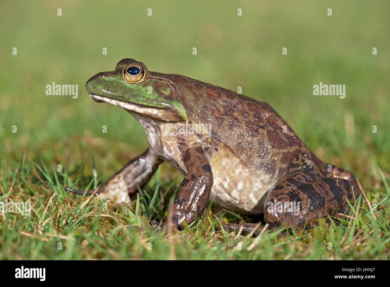 photo of a North American bullfrog on grass Stock Photo