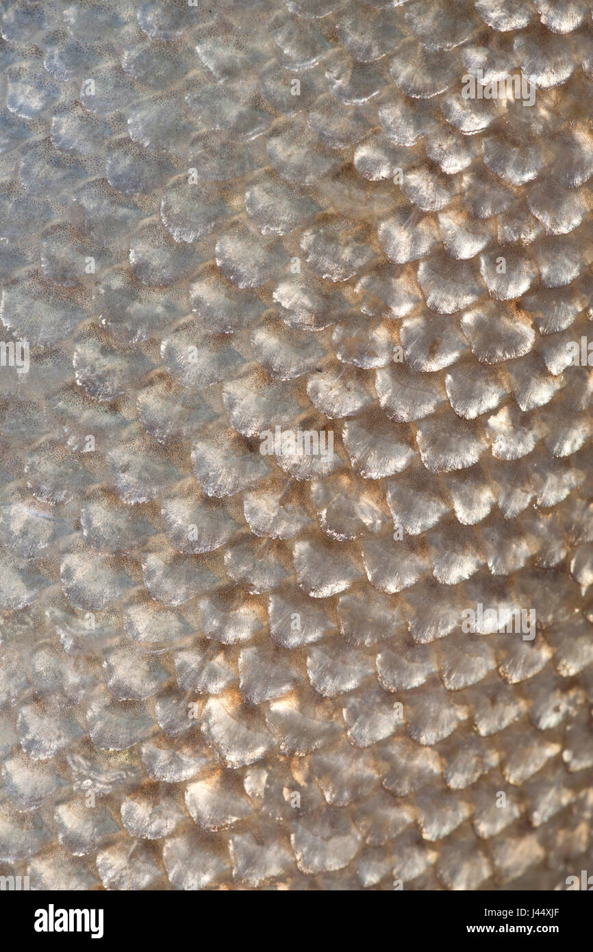 close-up of the scales of a barbel Stock Photo