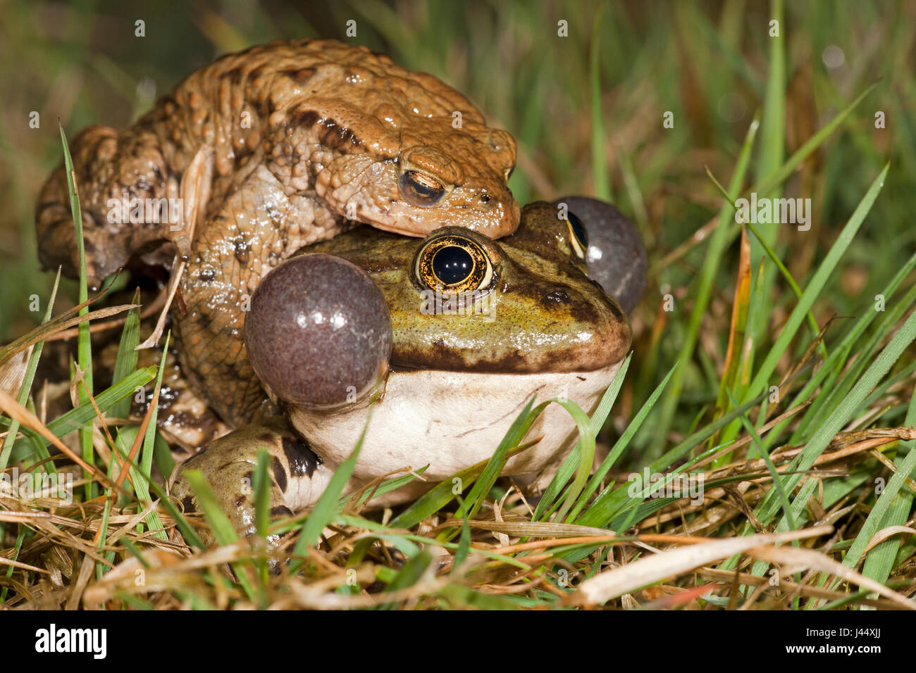 Common Toad High Resolution Stock Photography And Images Alamy Common Toad High Resolution Stock Photography And Images Alamy
