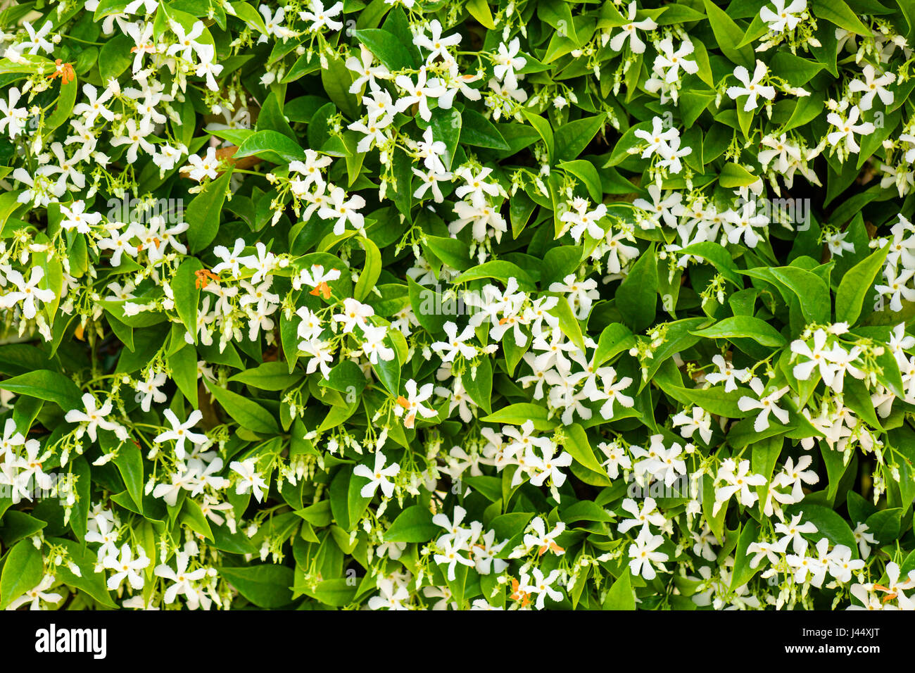 Jasmine leaves hires stock photography and images Alamy