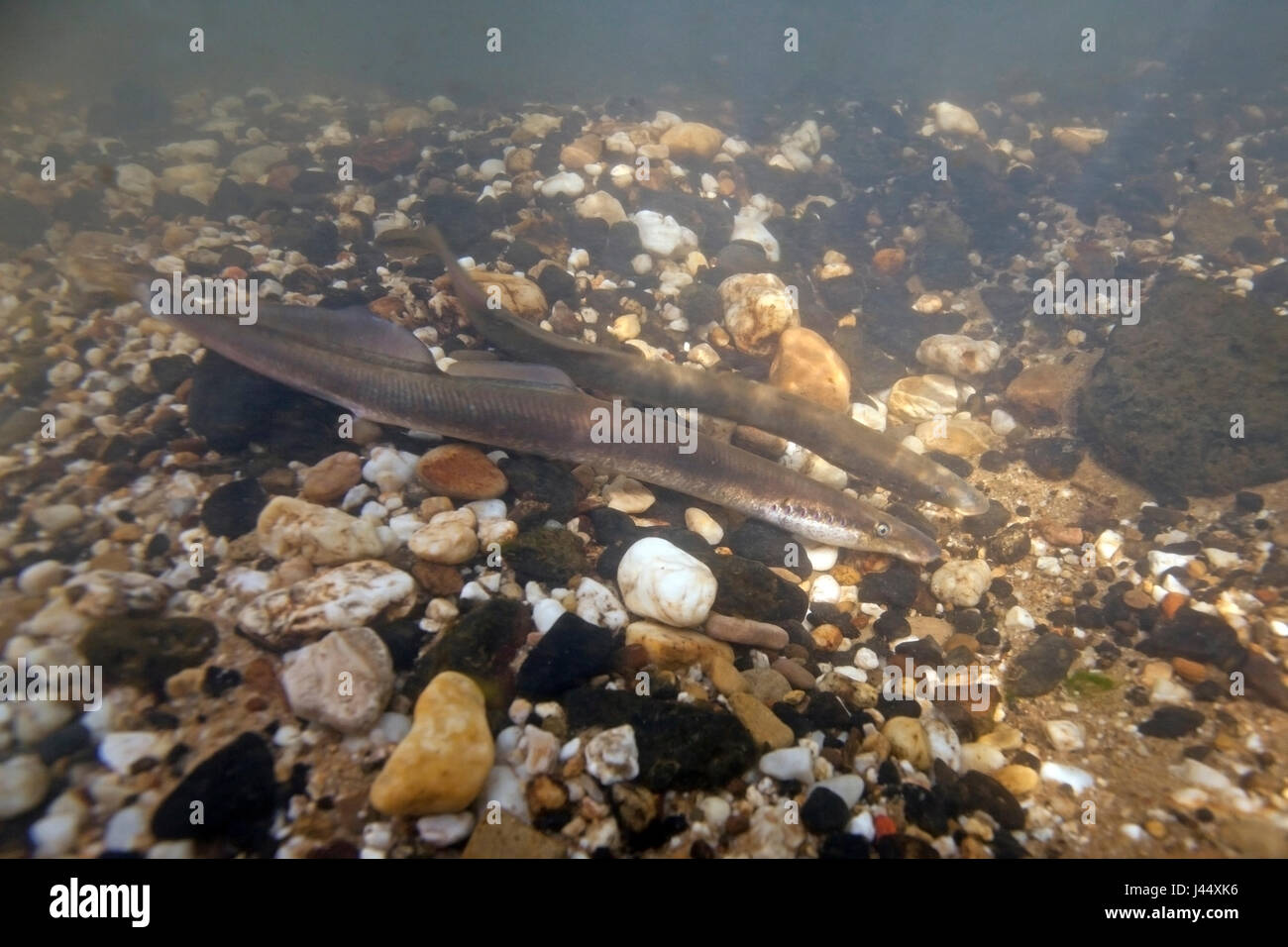 river lampreys on a spawning site in the Netherlands, the males make nestholes between the rocks were the females can lay their eggs. Stock Photo