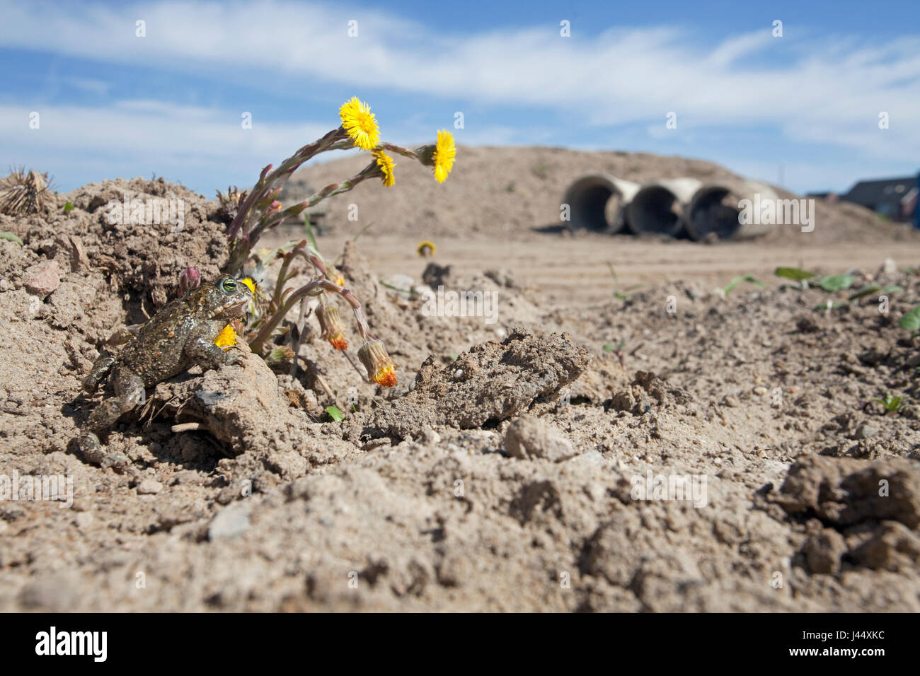 photo of a natterjack toad on a construction site with yellow flowers and sewage pipes in the background Stock Photo