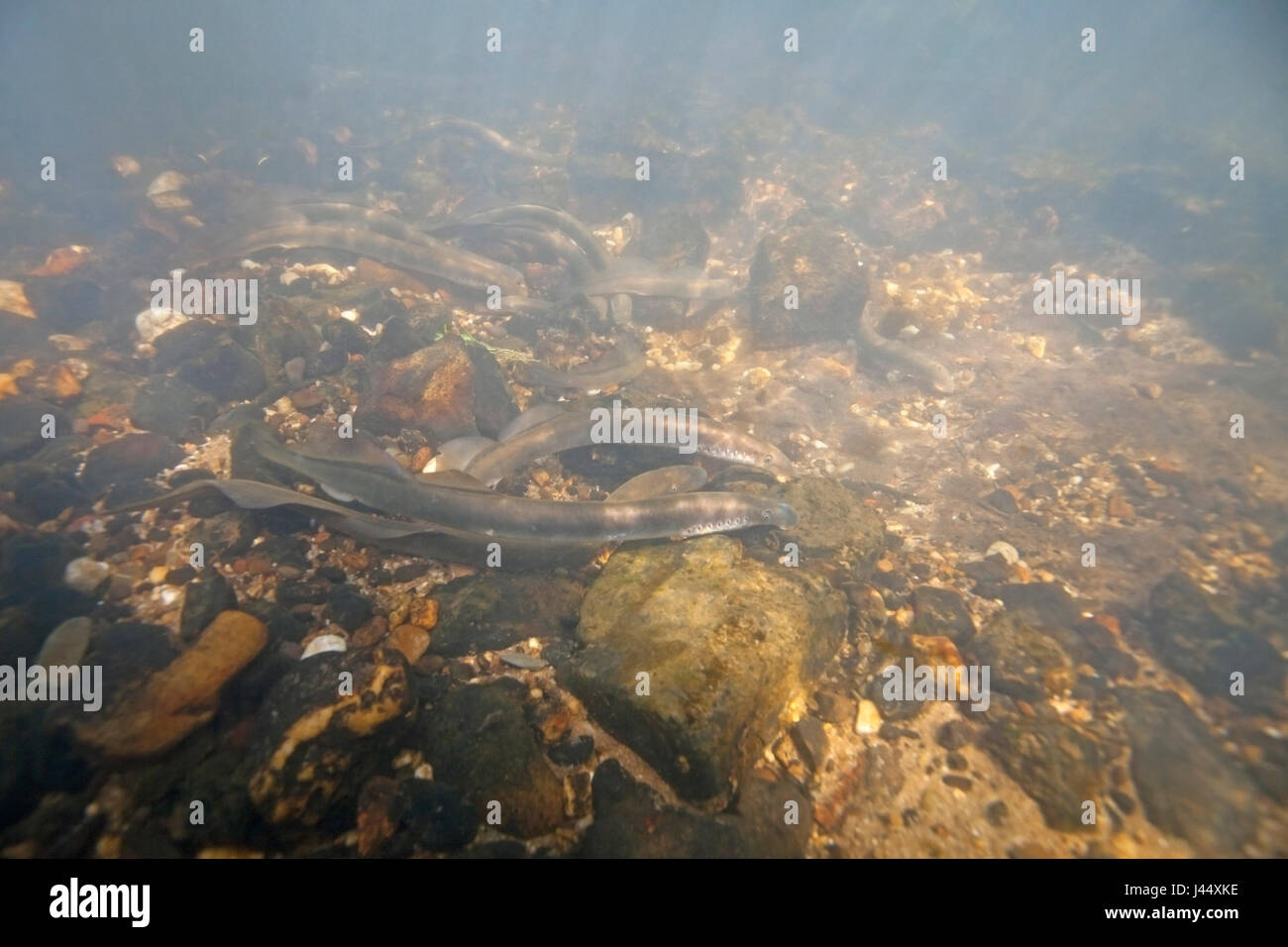 Fish eggs river hires stock photography and images Alamy