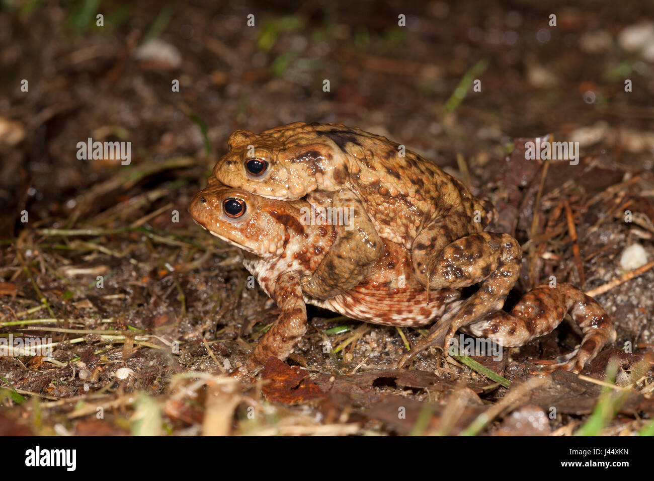 a pair of common toads on the move at night Stock Photo