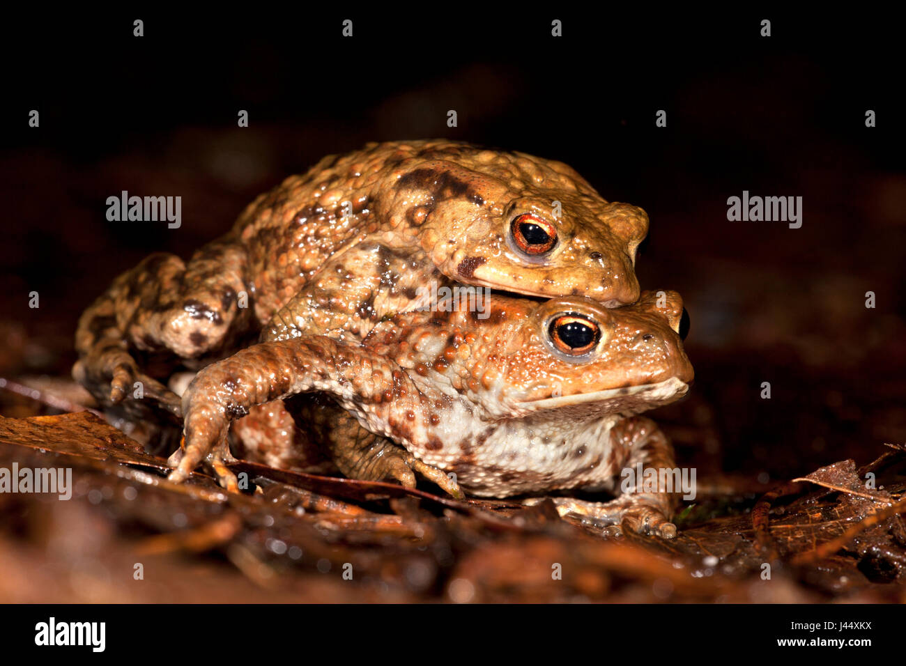 Migrating toad couple Stock Photo